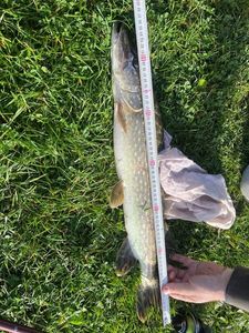 Chain Pickerel