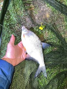 Common Bream