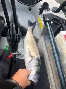 European Bass (Seabass)