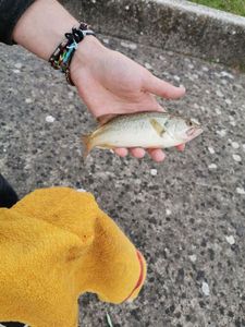 Largemouth Bass