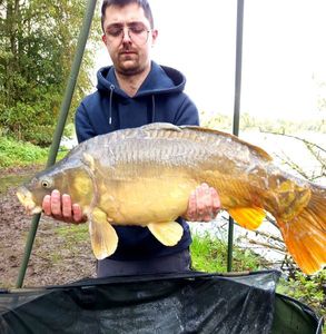 Mirror Carp
