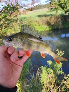 European Perch