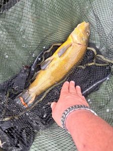 Tench