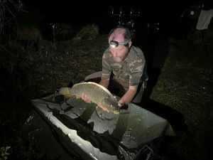 Common Carp