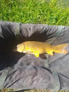 Koï Fish