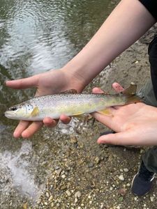 Brown Trout