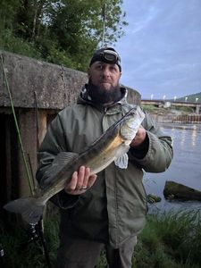 Zander