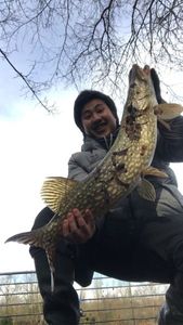 Chain Pickerel