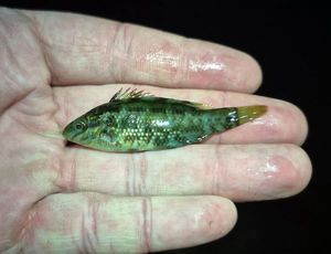 Corkwing Wrasse