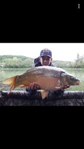 Mirror Carp
