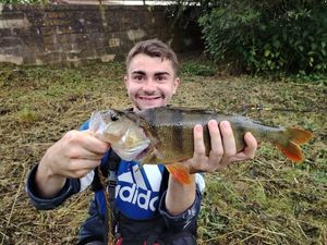 European Perch