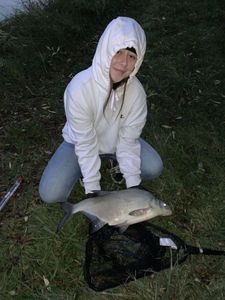 Common Bream