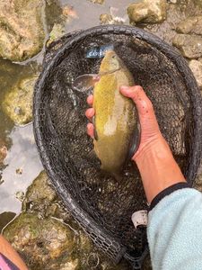 Tench