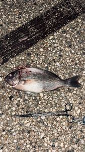 Black Seabream