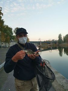 European Perch