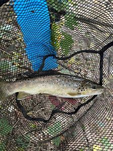 Brown Trout