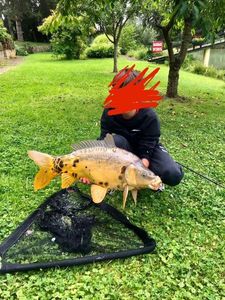 Mirror Carp