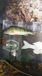 European Perch