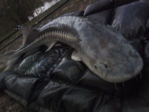 Sturgeon