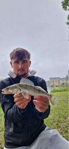Zander