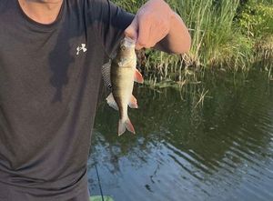 European Perch