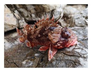 Red Scorpionfish