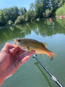 Largemouth Bass