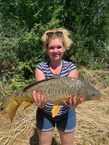 Mirror Carp