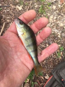 European Perch