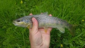 Brown Trout
