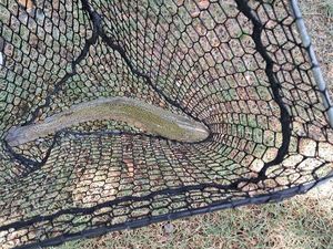 Rainbow Trout