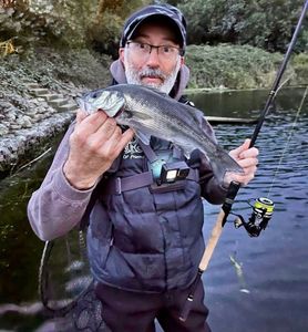 European Bass (Seabass)