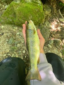 Brown Trout