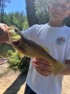 Largemouth Bass