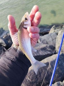 European Bass (Seabass)
