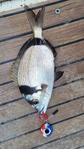 Common Two-Banded Seabream