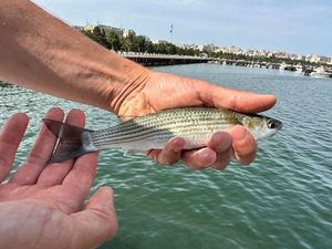 Golden grey mullet