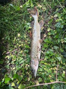 Northern Pike