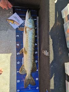 Northern Pike