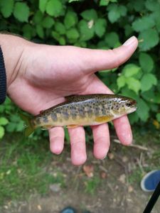 Brown Trout