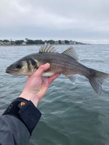 European Bass (Seabass)