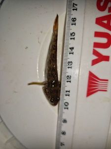 Round Goby