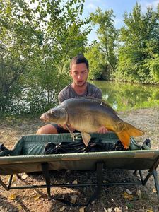 Mirror Carp