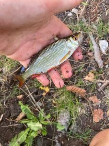 Roach