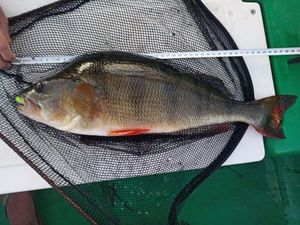 European Perch