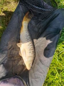 Mirror Carp