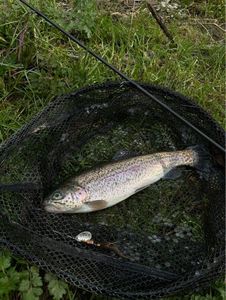 Rainbow Trout