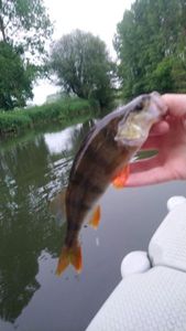 European Perch