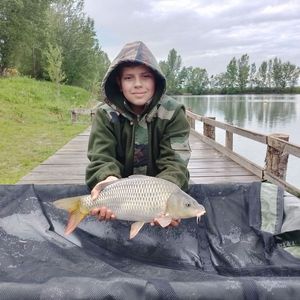 Common Carp