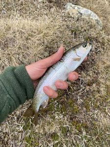 Rainbow Trout